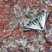 Mariposa Cometa Golondrina de Líneas Cortas - Photo (c) marigel_cc, todos los derechos reservados