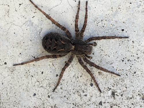 Alopecosa moriutii