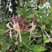 Common Honeysuckle - Photo (c) Gennie Francis, all rights reserved