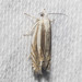 Striated Eucosma Moth - Photo (c) Timothy Reichard, all rights reserved, uploaded by Timothy Reichard