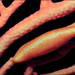 Pellasimnia brunneiterma - Photo (c) Brian Mayes, todos los derechos reservados, subido por Brian Mayes