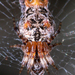 Araña de Walckenaer Amontona Basura - Photo (c) DinGo OcTavious, todos los derechos reservados, subido por DinGo OcTavious