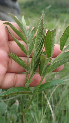 American Licorice foliage