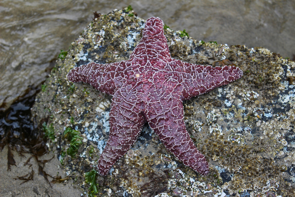 Common starfish - Wikipedia