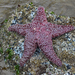 Estrella Ocre de Mar - Photo (c) Alex George, todos los derechos reservados, subido por Alex George