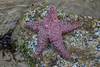 Ochre Sea Star - Photo (c) Alex George, all rights reserved, uploaded by Alex George