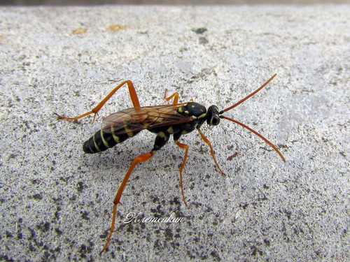 Latibulus