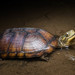 Yellow Pond Turtle - Photo (c) ihenglan, all rights reserved, uploaded by ihenglan