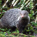 Crab-eating Mongoose - Photo (c) ihenglan, all rights reserved, uploaded by ihenglan