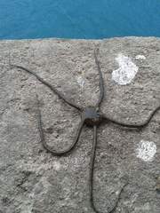 Ophioderma longicauda image