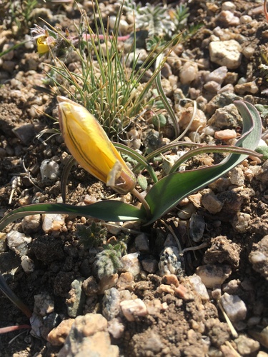 Tulipa uniflora
