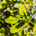 Lithocarpus kawakamii - Photo (c) ihenglan, todos os direitos reservados, uploaded by ihenglan