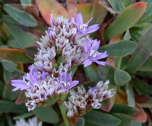Giltar Sea-lavender (Limonium transwallianum)