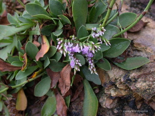 Western Sea-lavender (Limonium britannicum)