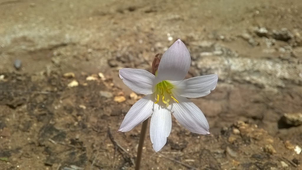 Rain lily