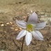 Zephyranthes itaobina - Photo (c) ABREU, F. A. S., all rights reserved, uploaded by ABREU, F. A. S.