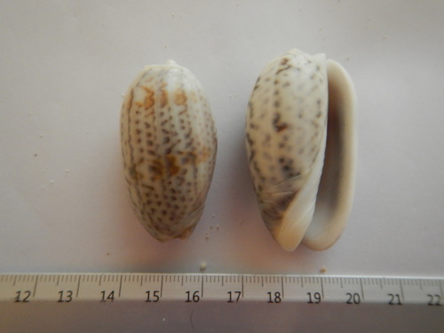 Swollen Olive