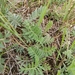 Artemisia pancicii - Photo (c) Mara, all rights reserved