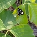 photo of Eight-spotted Forester Moth (Alypia octomaculata)
