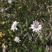 Crepis froelichiana dinarica - Photo (c) Nina St, all rights reserved, uploaded by Nina St