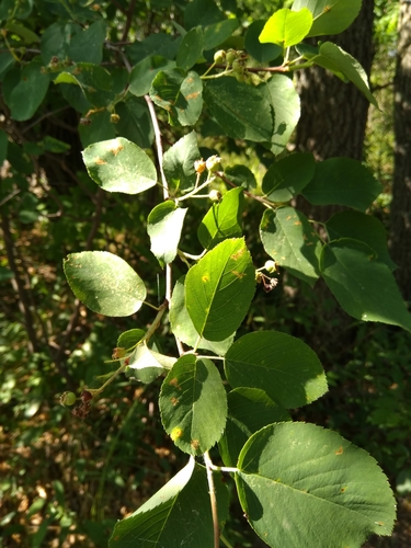 photo of Serviceberries (Amelanchier)