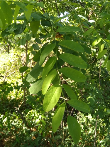 photo of Locust Trees (Robinia)