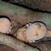 Balanophora fungosa fungosa - Photo (c) David Tng, all rights reserved, uploaded by David Tng