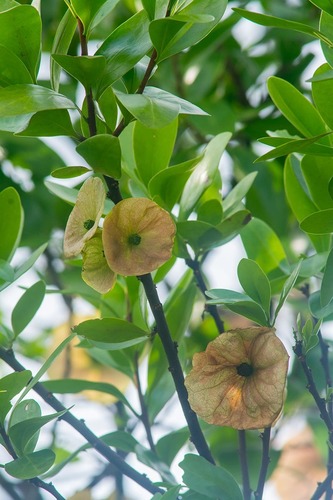 Chaunochiton angustifolium