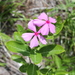 Madagascar Periwinkle - Photo (c) Claudia Laukien, all rights reserved, uploaded by Claudia Laukien