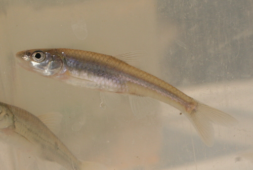 Bigmouth Shiner