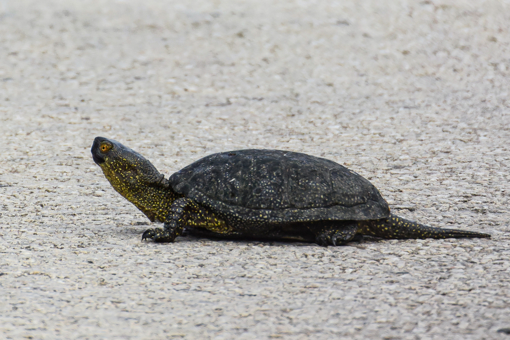 Sicilian Pond Turtle In April 2018 By Giuseppe Citino · Inaturalist