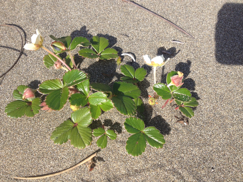 Fragaria chiloensis ssp. chiloensis
