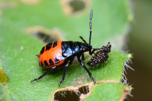 Blue Shield Bug