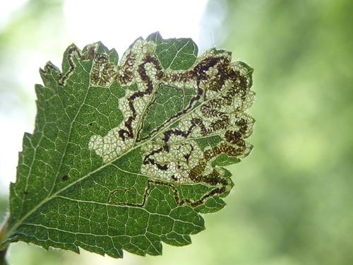 Stigmella crataegifoliella