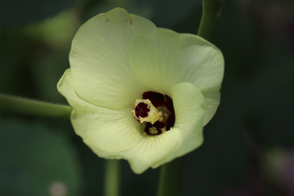 Abelmoschus esculentus