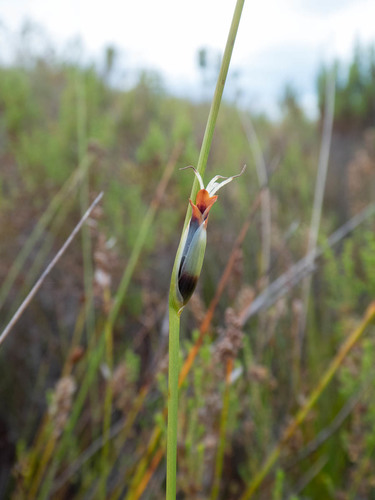 Junk Goldrush (Chrysitrix junciformis)
