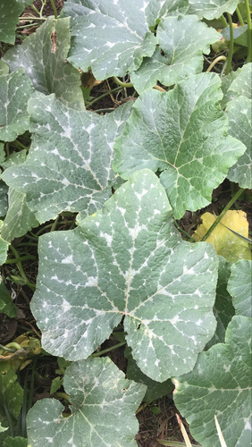 Cucurbita moschata