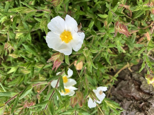 Cistus inflatus