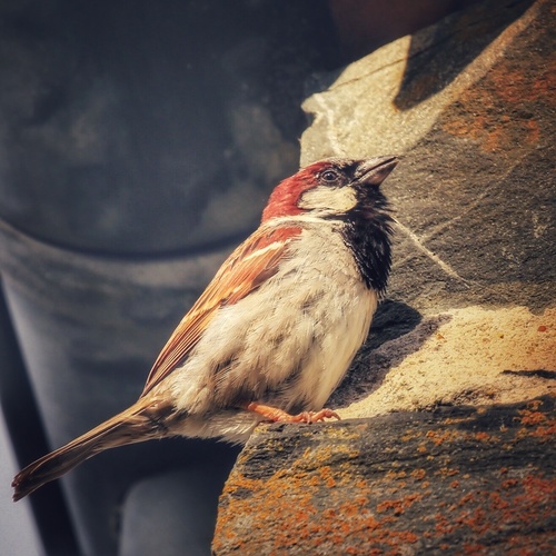 House Sparrow