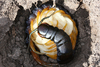 Giant Centipedes - Photo (c) gernotkunz, all rights reserved, uploaded by gernotkunz