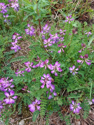 Alpine Milkvetch