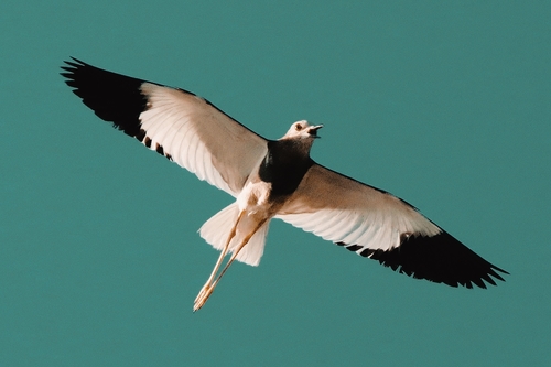 White-tailed Lapwing