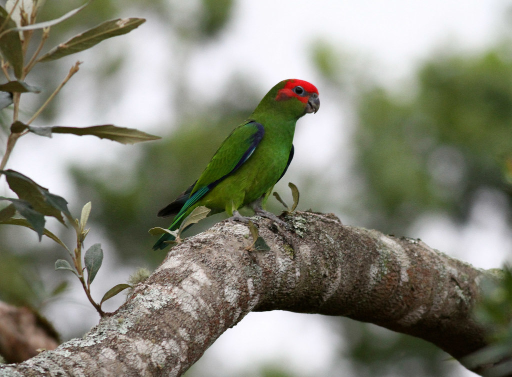 Pileated Parrot photo