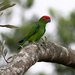 Pileated Parrot - Photo (c) Vincent, all rights reserved, uploaded by Vincent