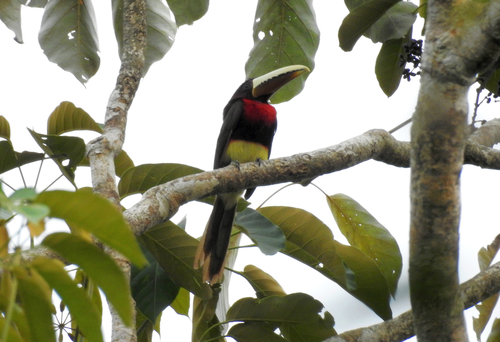 Brown-mandibled Araçari (Subspecies Pteroglossus azara mariae ...
