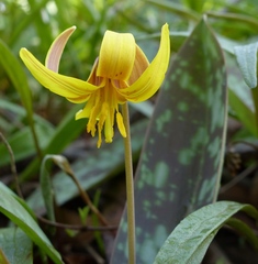 Yellow Trout Lily - Photo (c) fm5050, all rights reserved, uploaded by fm5050