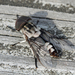 Three-spotted Horse Fly - Photo (c) celestes, all rights reserved, uploaded by celestes