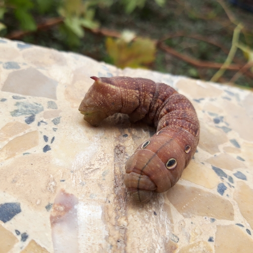 Levant Hawkmoth