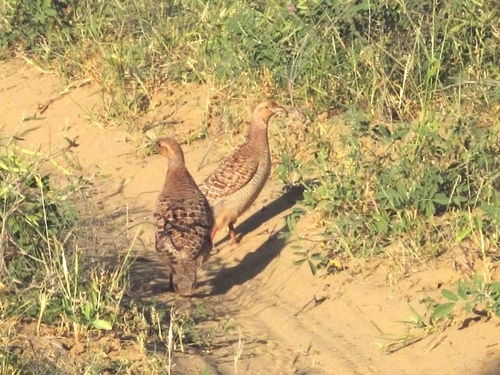 Grey Francolin