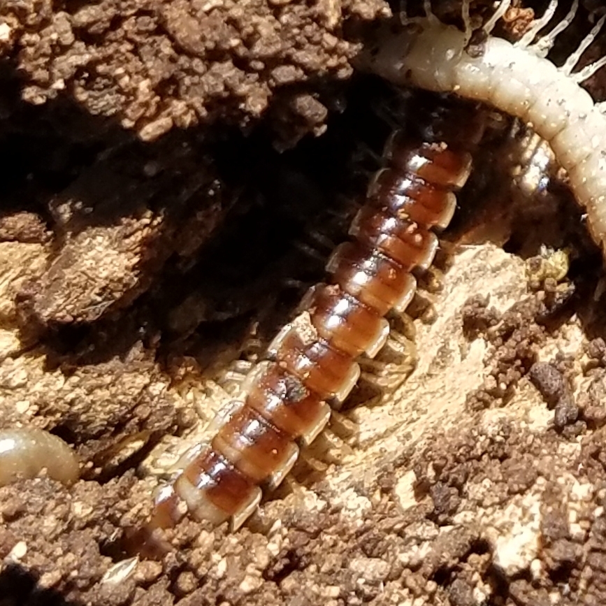 Greenhouse Millipede from Dover, DE 19901, USA on June 15, 2020 at 02